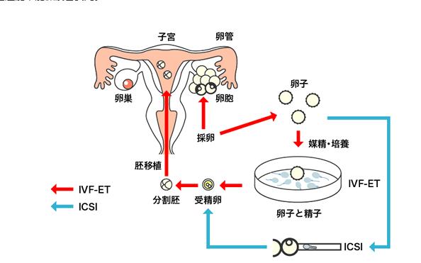 供卵有什么要求-供卵者有哪些要求需要满足