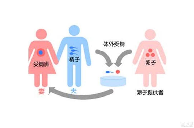 供卵合法吗-供卵合法化对社会的影响