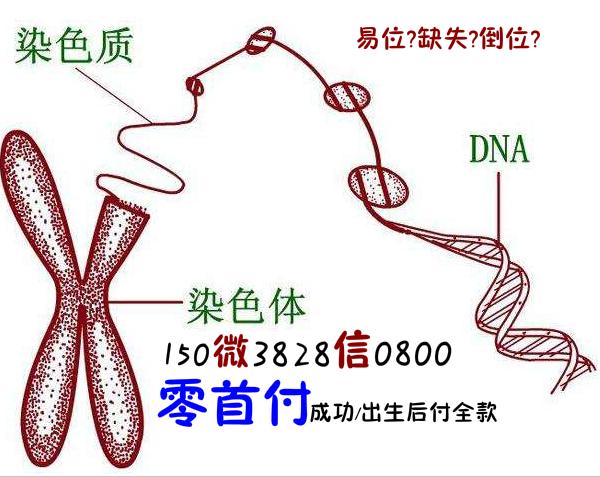 供卵有孕母的基因吗-基因医学:探讨供卵有孕母的基因伦理问题