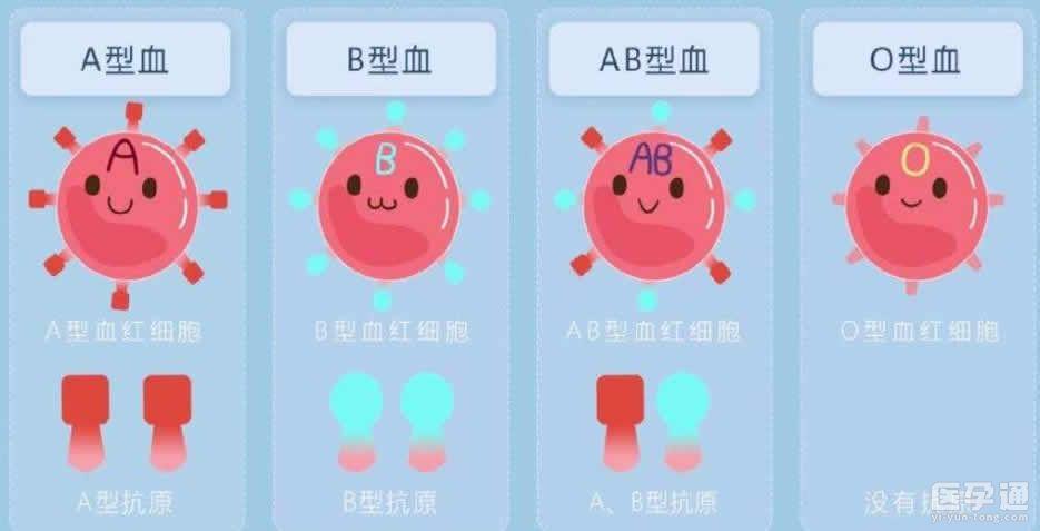 供卵血型不一样可以吗【供卵血型不一样可以吗?探讨不同血型对供卵的影响】